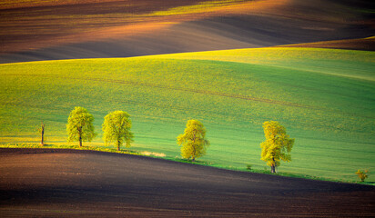 Green and brown landscape in moravia with trees under soft evening light