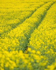 Vibrant yellow flower field stretches under bright sunlight in rural landscape