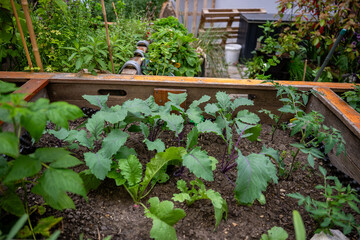 Young vegetable plants growing in a wooden garden bed, concept of home gardening