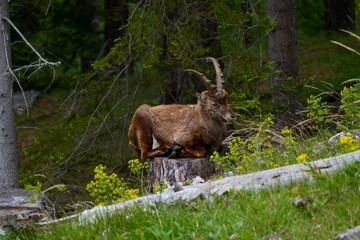 Steinbock, rote Wand