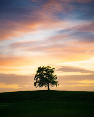Stunning sunset over a solitary tree on a hill at a tranquil location