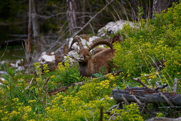 Steinbock, rote Wand