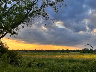 sunset over the field