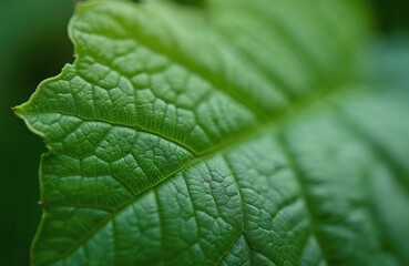 Fototapeta premium Macro photo of green plant leaf. Structure detail, depth of field. Abstract pattern, nature background. Botanical study, organic texture, vein structure, leaf. Green colors.