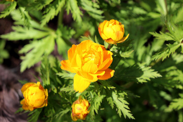 Blooming bush of globeflower with yellow flowers on a sunny spring day in the garden - horizontal color photo, close-up