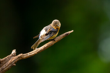 A bluebird perched on a tree limb