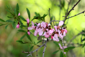 Flowering branch of almond bush with pink flowers on sunny spring day in garden in partial shade - horizontal color photo, close-up
