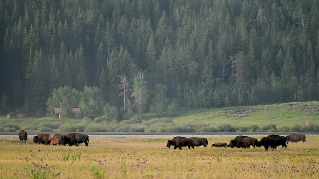 Bison Walk in Row in Front of Road in Grand Teton National Park