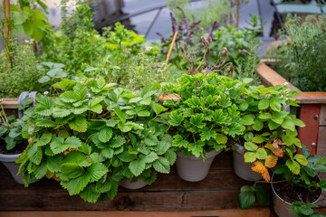 Fresh green herb and strawberry plants in pots on wooden urban garden bed