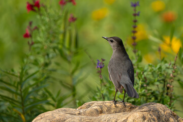 A gray catbird perched on a rock in a meadow