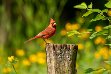 A male cardinal perched on a fence post