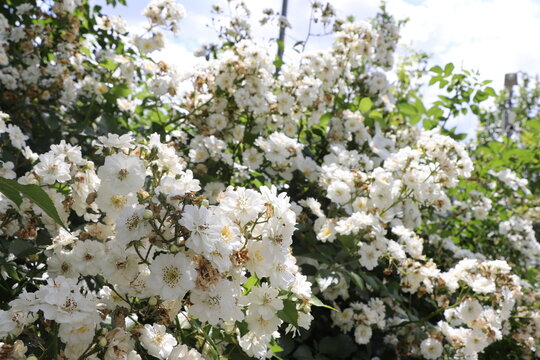 white flowers of a cherry tree