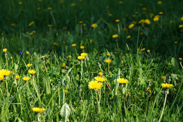 Yellow blooming dandelions in green grass in sunlight. Floral summer background