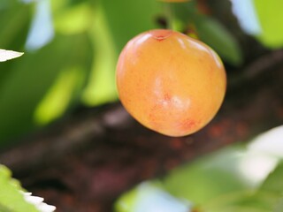 Closeup of cherry on a branch
