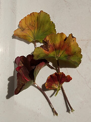 Yellowed diseased geranium leaves close-up on white background