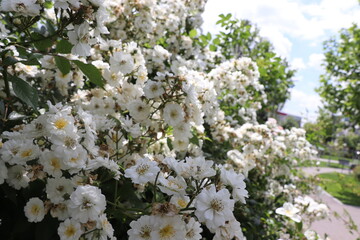 cherry tree in bloom