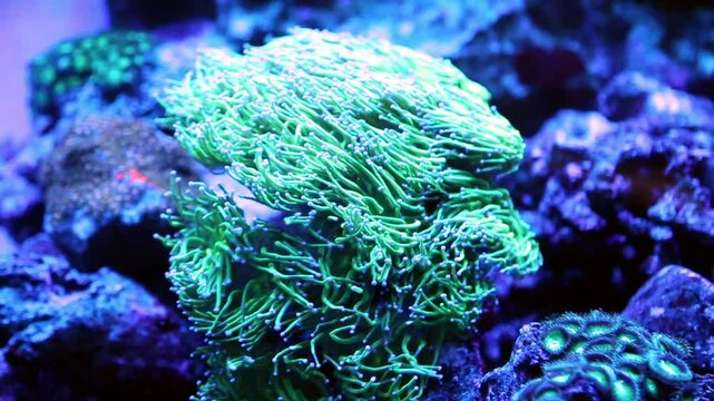 The magnificent sea anemone (Latin Heteractis magnifica) sways against the background of the seabed. Marine life, fish.