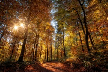 Fototapeta premium Goldener sonniger Herbst in einem Park