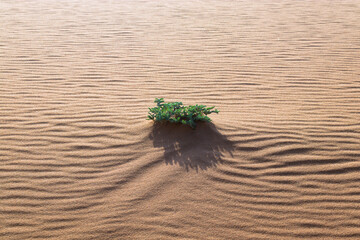 Desert Oasis: A Tiny Green Plant Defying the Harsh Environment