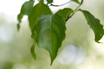 close-up green leaves, leaf veins, from leaves flower dogwood, leaf veins Cornus, green background, nice bokeh