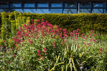 A colorful garden bed featuring abundant red valerian flowers in front of a neatly trimmed green hedge and a modern buildin