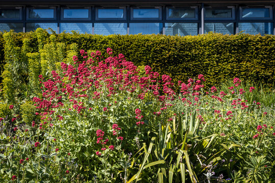 A colorful garden bed featuring abundant red valerian flowers in front of a neatly trimmed green hedge and a modern buildin