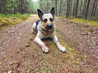 Beautiful German Shepherd rests on forest trail during a peaceful afternoon in the woods