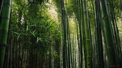 Fototapeta premium Lush bamboo forest, looking upwards