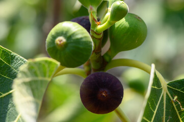 Unripe figs on a tree branch in a sunny garden in Cyprus.