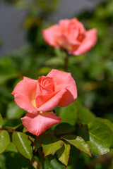 Beautiful rose flower glowing in the soft golden light of sunset. Romantic and peaceful nature moment.