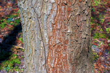 Obraz premium Detail of bark of Catalpa tree - Latin name - Catalpa bignonioides