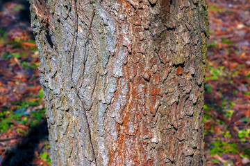 Detail of the bark of Catalpa tree - Latin name - Catalpa bignonioides