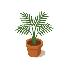 palm tree in a pot