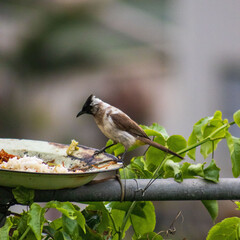 Small woodpecker with black feathers on head and grey feathers on body feeding from a tray with rice inside 