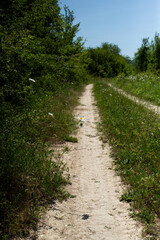 path in the forest