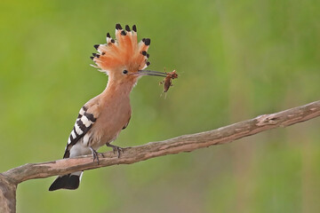 Dudek (Upupa epops) © Bartosz Rakoczy