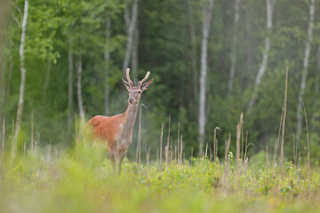 Jeleń, deer, jeleń szlachetny (Cervus) © Bartosz Rakoczy