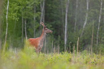Jeleń, deer, jeleń szlachetny (Cervus)