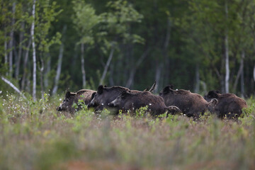 Dzik euroazjatycki, dzik, (Sus scrofa) © Bartosz Rakoczy