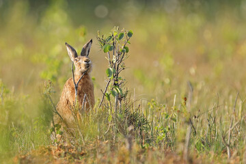 Zając szarak ( Lepus europaeus ) © Bartosz Rakoczy