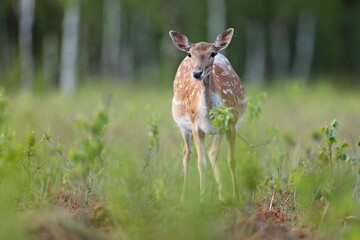 Daniel (Dama dama), fallow deer © Bartosz Rakoczy