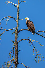 Adult bald eagle (Haliaeetus leucocephalus) perched on a pine branch in a blue sky