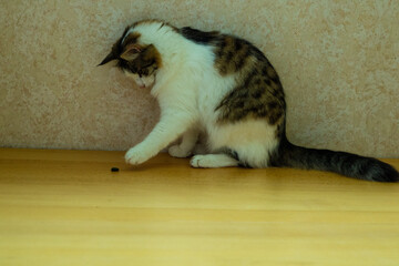 cat on the floor