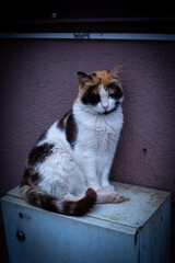 cat on the table