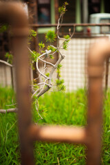 fence in the garden