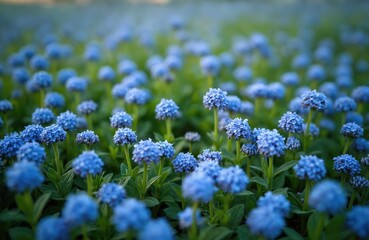 Obraz premium Field tiny blue Veronica flowers blooming, nature background. Spring garden plants ground cover. Green leaves, fresh floral spring season concept, natural outdoor scene. Serene spring, summer eco