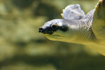 green sea turtle
