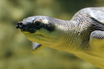 Fototapeta premium green sea turtle