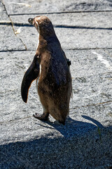 penguin on the rock