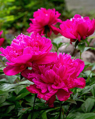 Closeup of beautiful hot pink Chinese Peony flower	
